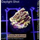 4A1-4 WYSIWYG - Montipora CrazyT gelb