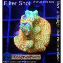 4A1-5 WYSIWYG - Montipora Forest Fire