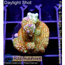 4A1-5 WYSIWYG - Montipora Forest Fire