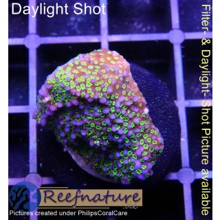 4A1-6 WYSIWYG - Montipora superman, blau, grüne Polypen