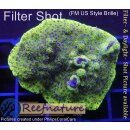 4A1-7 WYSIWYG - Montipora Blueberry Cheesecake Large