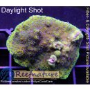4A1-7 WYSIWYG - Montipora Blueberry Cheesecake Large