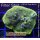 4A1-7 WYSIWYG - Montipora Blueberry Cheesecake Large