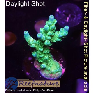 4A7-4 WYSIWYG - Acropora batunai, blue Tips, Höhe 38mm