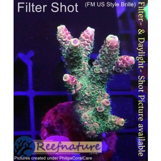 4A7-4 WYSIWYG - Acropora millepora Höhe 39mm