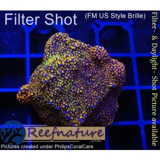 4A7-4 WYSIWYG - Montipora Indo Rainbow Grün/Rot/Lila