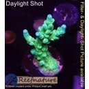 4A7-4 WYSIWYG - Acropora batunai, blue Tips, Höhe 38mm