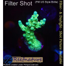 4A7-4 WYSIWYG - Acropora batunai, blue Tips, Höhe 38mm