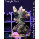4A7-4 WYSIWYG - Acropora millepora Höhe 39mm