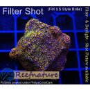 4A7-4 WYSIWYG - Montipora Indo Rainbow Grün/Rot/Lila