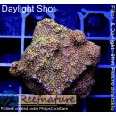 4A7-4 WYSIWYG - Montipora Indo Rainbow Grün/Rot/Lila