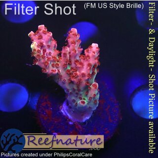 4A7-5 WYSIWYG - Acropora red Planet, Höhe 26mm
