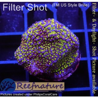 4A7-5 WYSIWYG - Montipora Indo Rainbow Grün/Lila