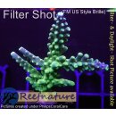 4A7-5 WYSIWYG - Acropora Joker Höhe 55mm