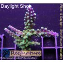 4A7-5 WYSIWYG - Acropora Joker Höhe 55mm