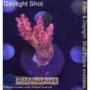 4A7-5 WYSIWYG - Acropora red Planet, Höhe 26mm