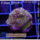 4A7-5 WYSIWYG - Montipora Indo Rainbow Grün/Lila