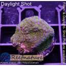 4A7-5 WYSIWYG - Montipora Indo Rainbow Grün/Lila
