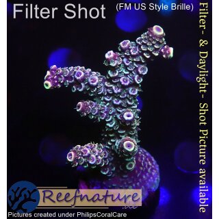 4A7-6 WYSIWYG - Acropora spathulata, Höhe 51mm