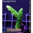 4A7-6 WYSIWYG - Acropora enzmann Höhe 52mm