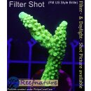 4A7-6 WYSIWYG - Acropora enzmann Höhe 52mm