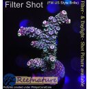 4A7-6 WYSIWYG - Acropora spathulata, Höhe 51mm