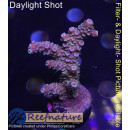 4A7-6 WYSIWYG - Acropora spathulata, Höhe 51mm