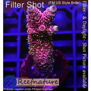 4B1-1 WYSIWYG - Acropora millepora Höhe 42mm