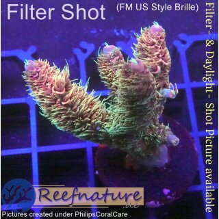 4B1-1 WYSIWYG - Acropora millepora Rainbow Höhe 44mm