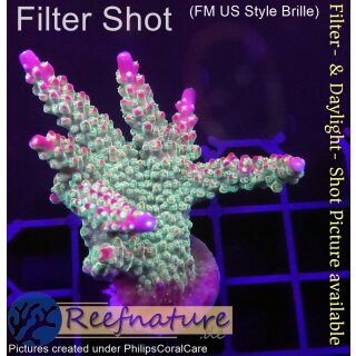 4B1-1 WYSIWYG - Acropora sp. Grün/lila Höhe 54mm