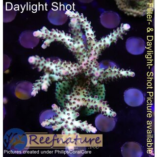 4B1-1 WYSIWYG - Acropora sp. Stock Höhe 65mm