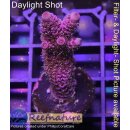 4B1-1 WYSIWYG - Acropora millepora Höhe 42mm