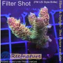 4B1-1 WYSIWYG - Acropora millepora Rainbow Höhe 44mm