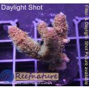 4B1-1 WYSIWYG - Acropora millepora Rainbow Höhe 44mm