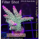4B1-1 WYSIWYG - Acropora sp. Grün/lila Höhe 54mm