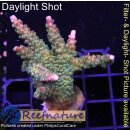 4B1-1 WYSIWYG - Acropora sp. Grün/lila Höhe 54mm