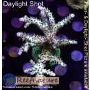 4B1-1 WYSIWYG - Acropora sp. Stock Höhe 65mm