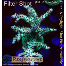 4B1-1 WYSIWYG - Acropora sp. Stock Höhe 65mm