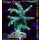 4B1-1 WYSIWYG - Acropora sp. Stock Höhe 65mm