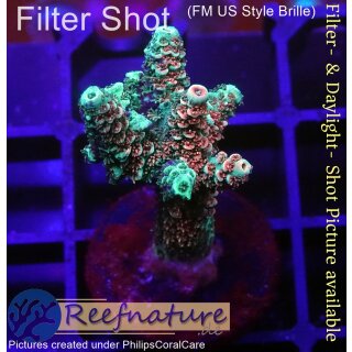 4B1-2 WYSIWYG - Acropora millepora, Höhe 34mm