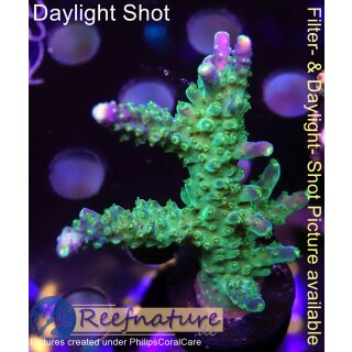 4B1-2 WYSIWYG - Acropora sp GrünBlau, Höhe 56mm