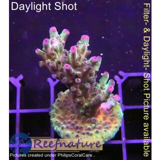 4B1-2 WYSIWYG - Acropora sp. lila Tips, Höhe 46mm