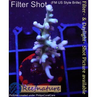4B1-2 WYSIWYG - Acropora Turaki, Höhe 41mm