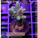 4B1-2 WYSIWYG - Acropora millepora, Höhe 34mm