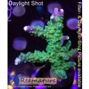 4B1-2 WYSIWYG - Acropora sp GrünBlau, Höhe 56mm