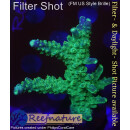 4B1-2 WYSIWYG - Acropora sp GrünBlau, Höhe 56mm