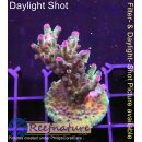 4B1-2 WYSIWYG - Acropora sp. lila Tips, Höhe 46mm