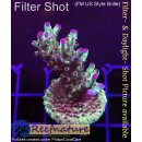 4B1-2 WYSIWYG - Acropora sp. lila Tips, Höhe 46mm