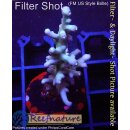 4B1-2 WYSIWYG - Acropora Turaki, Höhe 41mm