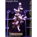 4B1-2 WYSIWYG - Acropora Turaki, Höhe 41mm